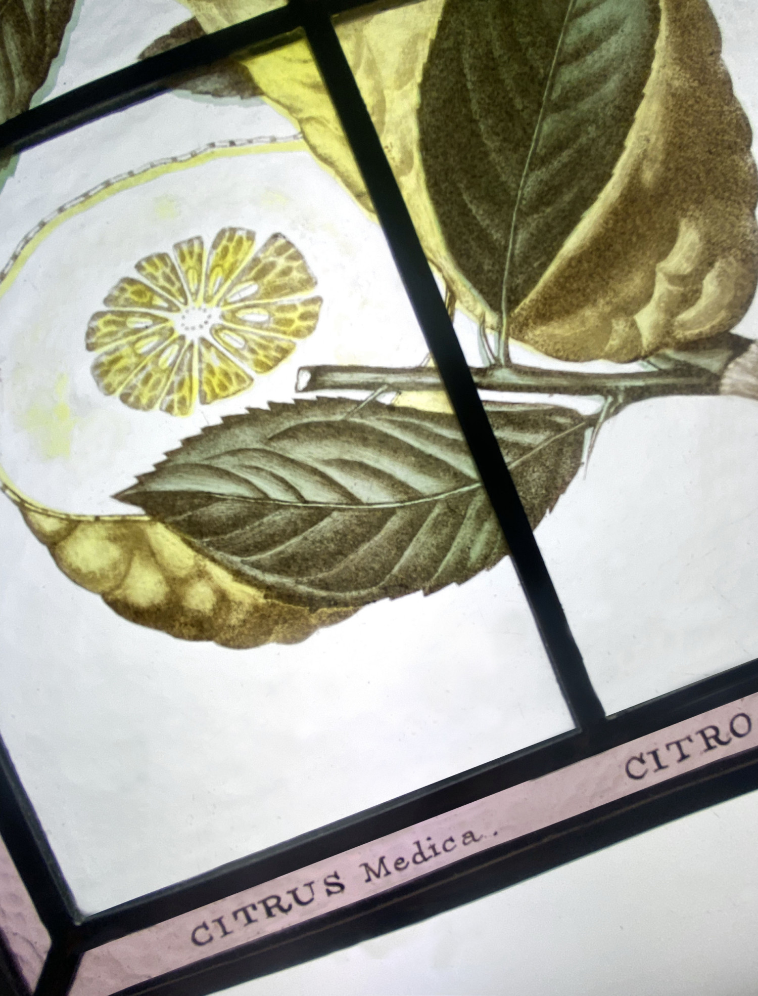 atelier-toporkoff-vitrail-citron-03.jpg